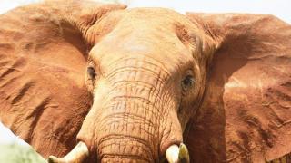 2 Tage/1 Nacht Tsavo Ost & Taita Hills Privatsafari