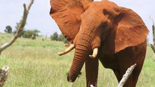2 Tage/1 Nacht Tsavo Ost & Taita Hills Safari