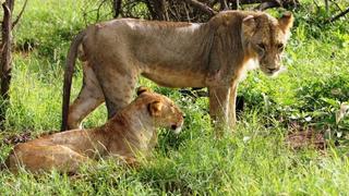 2 Tage/1 Nacht Tsavo Ost & Taita Hills Safari