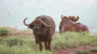 2 Tage/1 Nacht Tsavo Ost & Taita Hills Safari