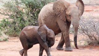 13 Tage/12 Nächte Privatsafari Höhepunkte Kenias