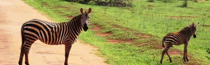 safari kenia flughafen