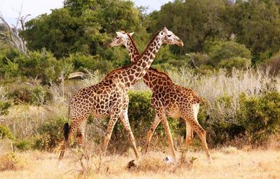 13 Tage Kenia Safari Rundreise (Privat) durch 8 Reservate