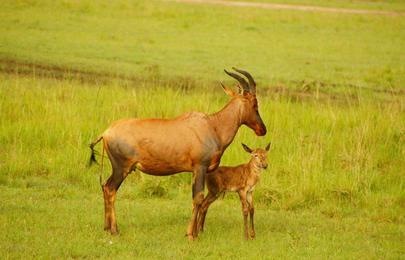 3 Tage Tsavo Ost Safari