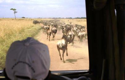 7 Tage Nakuru - Masai Mara - Aberdare Jeepsafari