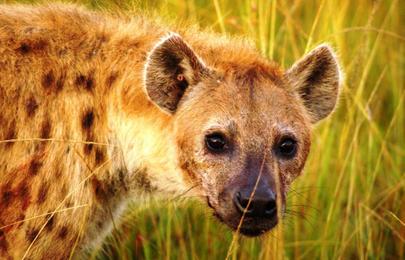 3 Tage Masai Mara Flugsafari mit Mara Rianta Luxus Camp