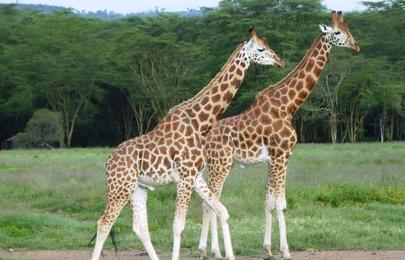 13 Tage Kenia Safari Rundreise (Privat) durch 8 Reservate