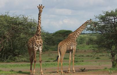 3 Tage Kilimanjaro-Privatsafari in Tsavo West und Amboseli