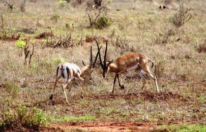 Private 4-tägige Tsavo Amboseli Kenia-Safari