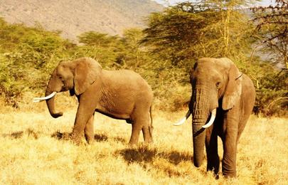 16 Tage und 15 Nächte Kenia und Tansania Safari Rundreise