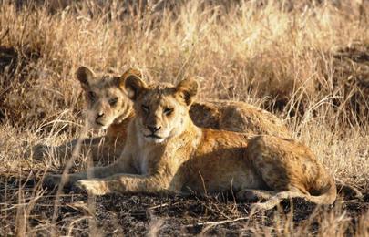 16 Tage und 15 Nächte Kenia und Tansania Safari Rundreise