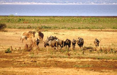 16 Tage und 15 Nächte Kenia und Tansania Safari Rundreise