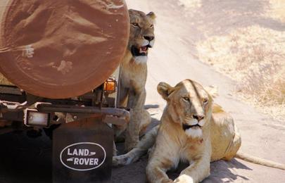 16 Tage und 15 Nächte Kenia und Tansania Safari Rundreise