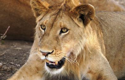 16 Tage und 15 Nächte Kenia und Tansania Safari Rundreise