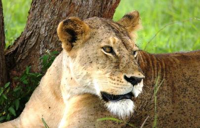 3 Tage günstige Jeepsafari Taita Hills und Shimba Hills