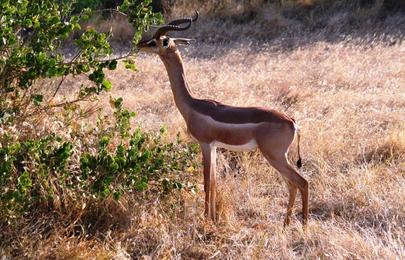 13 Tage Kenia Safari Rundreise (Privat) durch 8 Reservate